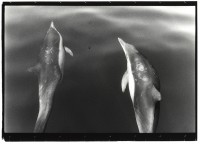 https://ed-templeton.com/files/gimgs/th-150_Dolphin two Catalina.jpg